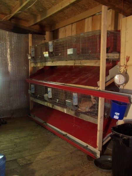 Getting Started With Meat Rabbits: Housing – Willow Creek Farm Rabbit Hutch Plans, Rabbit Shed, Animal Farming, Hutch Ideas, Rabbit Stuff, Rabbit Enclosure, Rabbit Farm, Meat Rabbits, Paddock Paradise