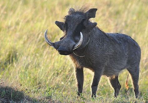 Wart Hog, Horned Animals, Wild Boars, Masai Mara Kenya, Concept Drawing, Different Types Of Animals, Land Animals, Wild Pig, Wild Hog