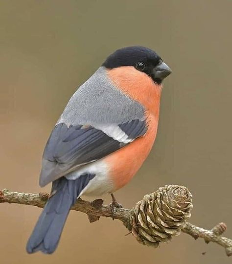 Bird Pics, Finches Bird, Reference Photos For Artists, Bullfinch, Most Beautiful Birds, Winter Bird, Backyard Birds, Bird Pictures, Pretty Birds