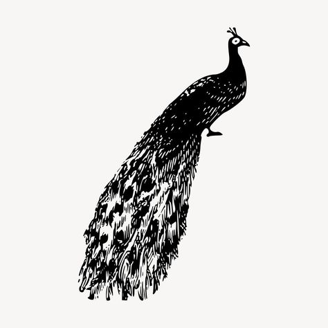 Download free vector of Peacock clipart, vintage animal illustration vector. Free public domain CC0 image. about peacock, vintage, peacock black and white, peacock illustration, and peacock vector free 6440093 Peacock Black And White, Peacock Clipart, Vintage Animal Illustration, Peacock Illustration, Peacock Vector, Vintage Peacock, Clipart Vintage, White Peacock, Discord Channels