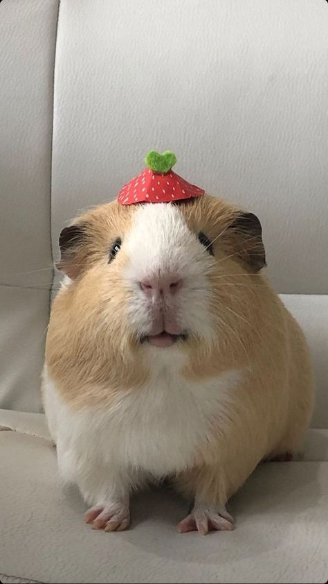 Cute Ginny Pigs, Guenia Pigs Cute, Gineau Pig Aesthetic, Ginnie Pigs, Gine Pig, Guinnea Pig, Guine Pig, Pig Pics, Guinea Pigs Funny