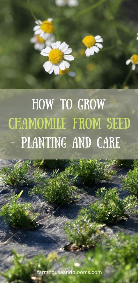 two pictures, one of chamomile flowers, and one of chamomile plants How To Grow Chamomile From Seed, Growing Chamomile From Seed, Growing Chamomile Indoors, How To Grow Chamomile, Growing Chamomile, Grow Chamomile, Chamomile Lawn, Chamomile Growing, Chamomile Seeds