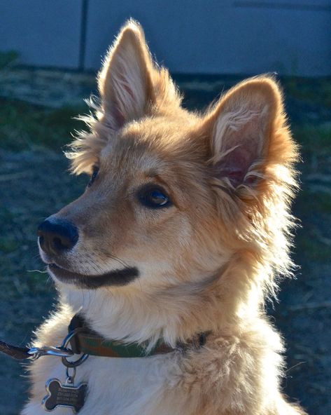 Icelandic Sheepdog Puppy, Iceland Sheepdog, Polish Lowland Sheepdog Puppy, Himalayan Sheepdog, New Finland Dog, Mountain Caucasian Dog, Sheepdog Puppy, Sheep Dog Puppy, Icelandic Sheepdog