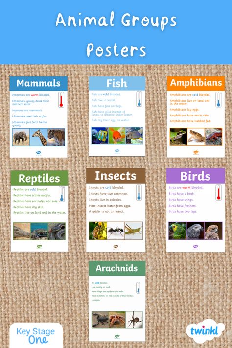 Use this comprehensive set of animal posters, complete with beautiful, real-life photographs, to help your children with animal classification. Perfect for classroom displays, as a discussion prompt or to support a sorting animals activity. Each poster includes a description and three different images of the following groups of animals (including whether they are cold-blooded or warm-blooded): mammals, amphibians, reptiles, fish, birds, insects, crustaceans, annelids, molluscs and arachnids. Young Ones Of Animals, Animals Classification, Groups Of Animals, Classifying Animals, Animal Traits, Science Board, English Stories For Kids, Different Types Of Animals, Animals Information