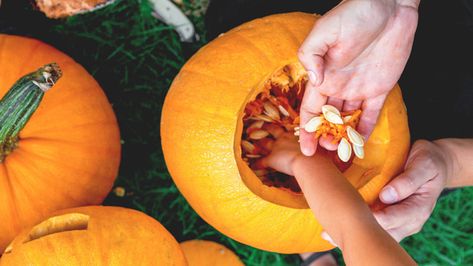 The easiest way to clean fresh pumpkin seeds is as simple as it is low-maintenance. This life hack will change your pumpkin-carving (and holiday-snacking) game. Harvest Pumpkin Seeds, Types Of Pumpkins, Planting Pumpkins, Large Pumpkins, Fresh Pumpkin, Growing Pumpkins, Harvest Pumpkin, Pumpkin Stem, Heirloom Vegetables