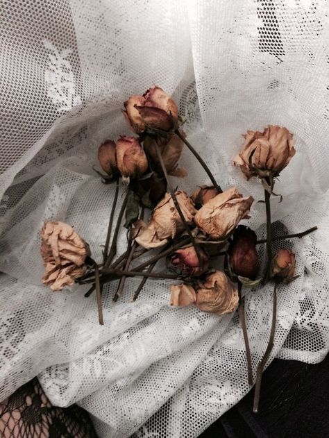 dried roses #style Rose Tumblr, Henry Winter, Rabastan Lestrange, Hopeless Fountain Kingdom, Great Comet Of 1812, The Great Comet, Rosé Aesthetic, Spring Awakening, Tumblr Aesthetic