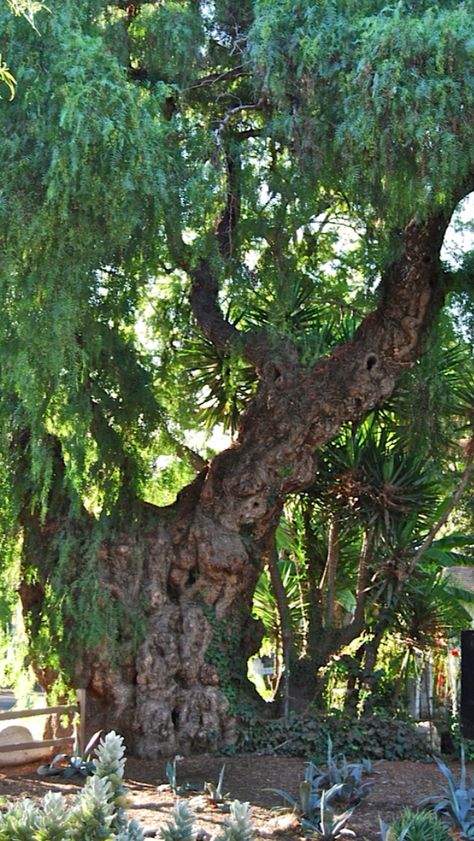 Pepper Tree Peppercorn Tree, California Pepper Tree, New Orleans Trees, Salvadora Persica Trees, Texas Ebony Tree, Pepper Tree, Fantasy Rooms, Beautiful Tree, Dream Garden