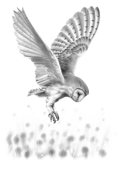 'Barn Owl in Flight II' Original Drawing Barn Owl Drawing, Barn Owl Tattoo, Owl Tattoo Drawings, Fly Drawing, Owl Sketch, Flying Tattoo, Owl Artwork, Bird Sketch, Owl Tattoo Design