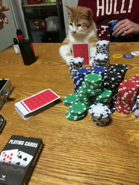 My husband sent me this pic of my kitten on poker night. - 9GAG Kitten Costumes, Kitten Accessories, How To Cat, Funny Looking Cats, Kitten Drawing, Cat Snacks, Kitten Art, Kitten Photos, Kitten Food