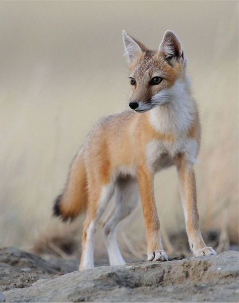 Swift Fox (Vulpes velox) found in Western Grasslands of North America Fox Poses, African Hunting Dog, Fox Species, Swift Fox, Maned Wolf, Fox Artwork, Wild Dog, Dog Family, House Cat