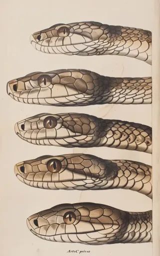 ↑↑↑ Larger size on website 🔸 The image shows five detailed illustrations of snake heads. The snakes have brown scales and large,  🔸 From Midjourney AI Image Snake Heads Drawing, Snake Side Profile, Snake Front View, Snake Head Reference, Snake Head Drawing, Snake Reference, Snake Photography, Snake Heads, Snake Scales