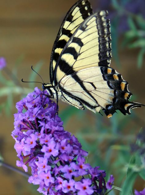 Tattoo Ideas Women, Bush Garden, Tattoo Ideas For Women, Thriving Garden, Butterfly Bush, Garden Shrubs, Flower Sketches, Butterfly Watercolor, Locally Grown