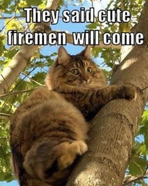 31 Purr-ific Cat Memes To Help Celebrate The Best Day Of The Week! Caturday! - I Can Has Cheezburger? Humor Animal, Climbing Trees, They Said, Animal Quotes, Funny Animal Pictures, Tabby Cat, Animal Memes, Cute Funny Animals, Crazy Cats