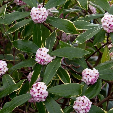 Flowering Shrubs and Bushes for Year-Round Color | HGTV Evergreen Gardens, Barn Landscaping, Winter Daphne, Corner Fence, Daphne Odora, Hillside Landscape, Amazing Landscaping Ideas, Alberta Spruce, Landscaping Shrubs