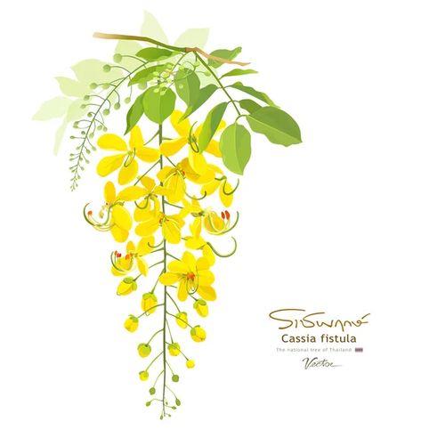 Cassia Fistula Painting, Thailand National Flower, Bike Stickers Design Ideas, Flower Captions, Border Painting, Flower Captions For Instagram, Cassia Fistula, Thai Flower, Happy Onam