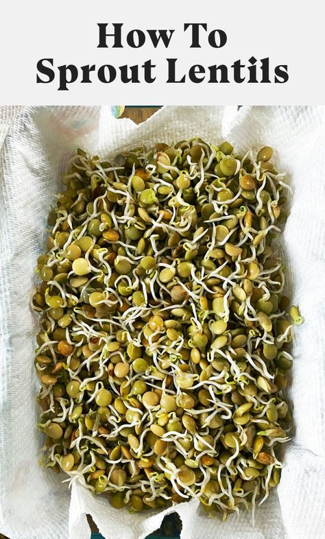 Learn how to sprout lentils at home! Sprouting lentils is so easy and takes almost no effort – plus it increases the nutritional content and makes the lentils easier to digest. Enjoy sprouted lentils on your salads, sandwiches, soups, and more. #lentils #drylentils #greenlentils #sprouting #sprouts #sproutedlentils #sproutedlegumes Lentil Meals, Sprouting Lentils, Sprout Lentils, How To Sprout Lentils, How To Make Sprouts, Lentils Nutrition, Sprouted Lentils, Vegan Lentil Recipes, Growing Sprouts