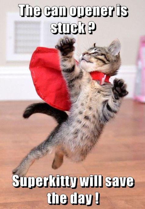 Superkitty will save the day ! Söt Katt, Super Cat, Backstreet Boys, Cute Cats And Kittens, Funny Animal Pictures, Animals Friends, Crazy Cats, Cat Pics, Cool Cats