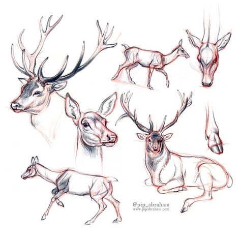 Deer Sketch, Deer Drawing, Deer Illustration, Animal Study, Deer Art, 카드 디자인, Red Deer, Animal Sketches, Hyena