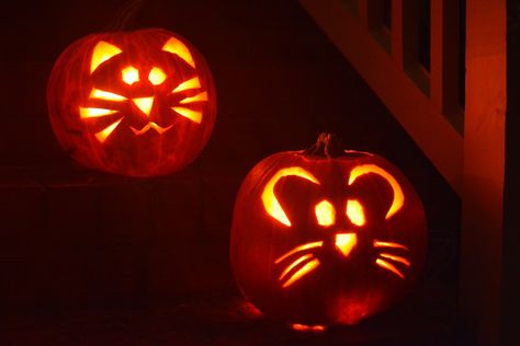 Rat Pumpkin Carving, Mouse Pumpkin Carving, Hamster Pumpkin, Best Pumpkin Carving Tools, Pumpkin Mouse, Pumpkin Carving Tools, Mouse Pumpkin, Halloween Pumpkin Carving Stencils, Carving Stencils