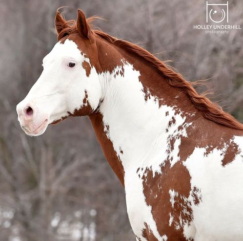 American Paint Horse Photography, Paint Horse Photography, Paint Horse, Horse Markings, American Paint Horse, Pony Breeds, American Paint, Horse Art Print, Most Beautiful Horses