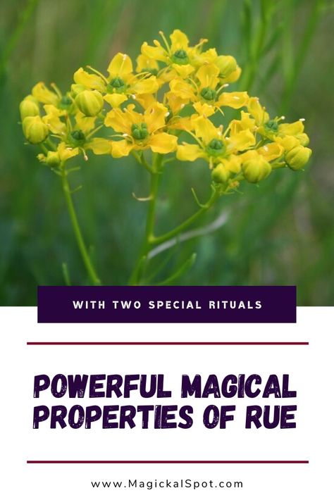 Discover Rue Magical Properties & Uses [+Two Special Rituals] Ruda Plant, Herbs Witchcraft, Goats Rue, Ruta Graveolens, Folk Medicine, Magickal Herbs, Witch Herbs, Plant Benefits, Plant Magic