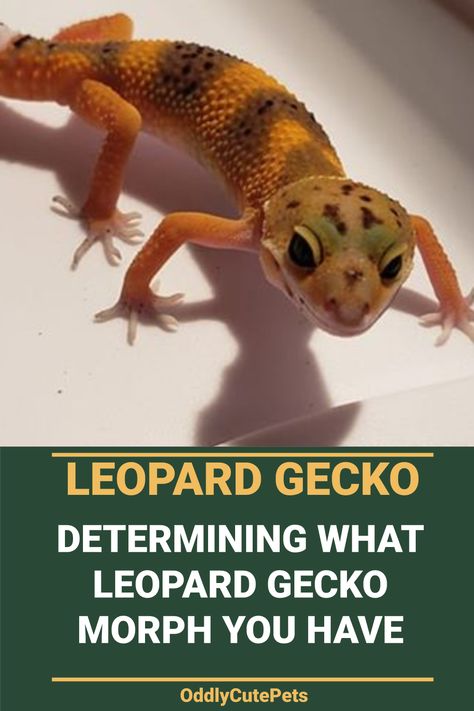 Leopard Gecko Morphs Chart, Cute Leopard Gecko Tank Ideas, Gecko Morphs, Terrarium Care, Leopard Gecko Habitat, Leopard Gecko Tank, Leopard Gecko Morphs, Leopard Gecko Care, Lizard Habitat