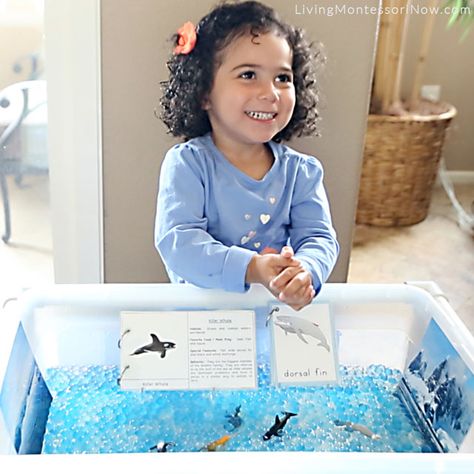 Having Fun with the Whale and Water-Bead Sensory Bin Types Of Whales, Sensory Table, Water Beads, A Whale, Sensory Bin, The Whale, Montessori Toddler, Toddler Fun, Grandmas House