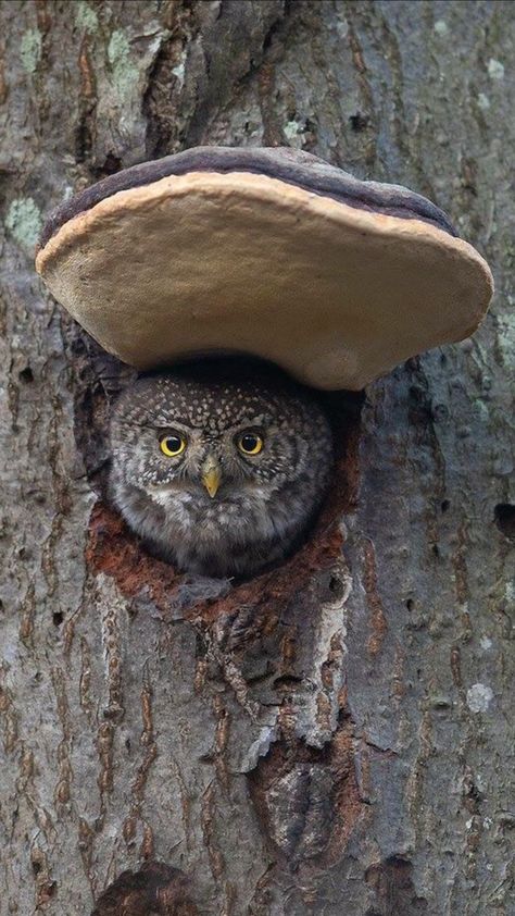 Pygmy Owl, Awesome Owls, Owl Photography, Wildlife Pictures, Owl Photos, Owl Pictures, Beautiful Owl, Owl Lovers, Birdwatching