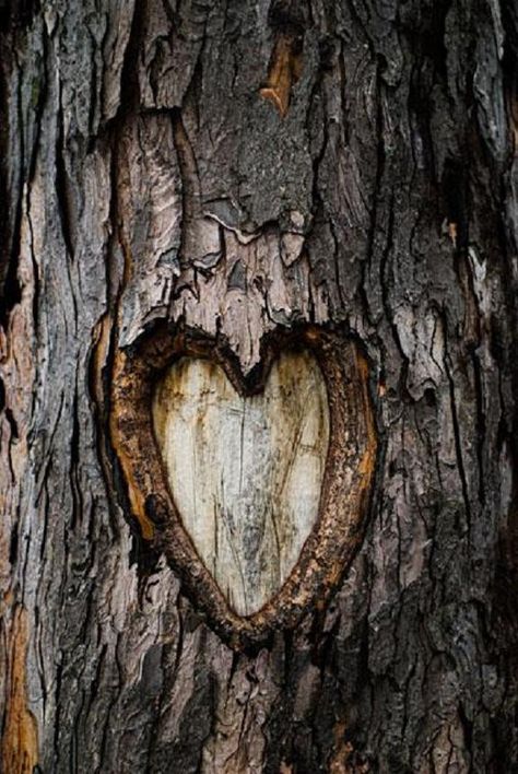 I have an entire forest living inside me and you have carved your initials into every tree. - Pavana Heart In Nature, Tree Carving, I Love Heart, Heart Images, Heart Pictures, Follow Your Heart, With All My Heart, Happy Heart, A Poem