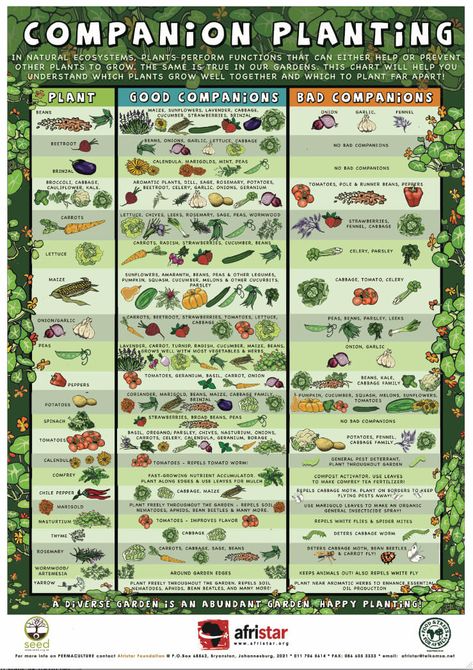 Companion Planting Guide, Companion Planting Chart, Companion Gardening, نباتات منزلية, Vegetable Gardens, Gardening 101, Veg Garden, Square Foot Gardening, Have Inspiration