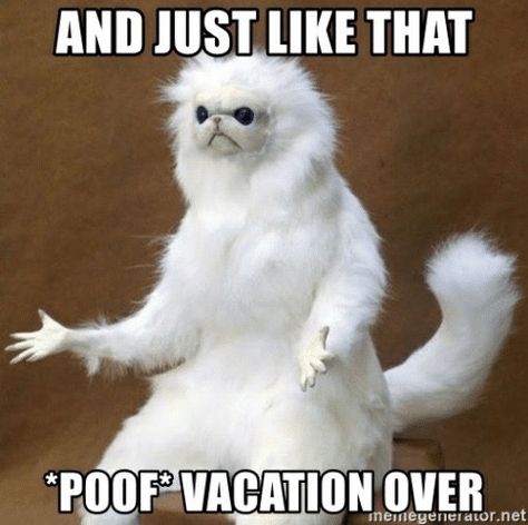 End Of Vacation Quotes, Thursday Meme, Brother Memes, Vacation Meme, Sibling Memes, Morning Memes, Vacation Humor, Vacation Quotes, Teacher Memes