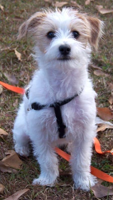 18 Jack Russell Terrier Mixes: Jack Russell + Poodle (Jack-A-Poo) jack-russell-poodle-mix source: Pinterest The Jack-A-Poo is a playful dog and is great for families. These sweet pooches are affectionate, caring, playful, and cuddly, and are a non-shedding dog–so, great for those with allergies! Poodle Terrier Mix Dogs, Yorkie Terrier Mix, Wheaten Terrier Mix, Chien Jack Russel, Terrier Mix Breeds, Poodle Rescue, Jack Russell Mix, Chihuahua Terrier, Jack Russell Terrier Mix