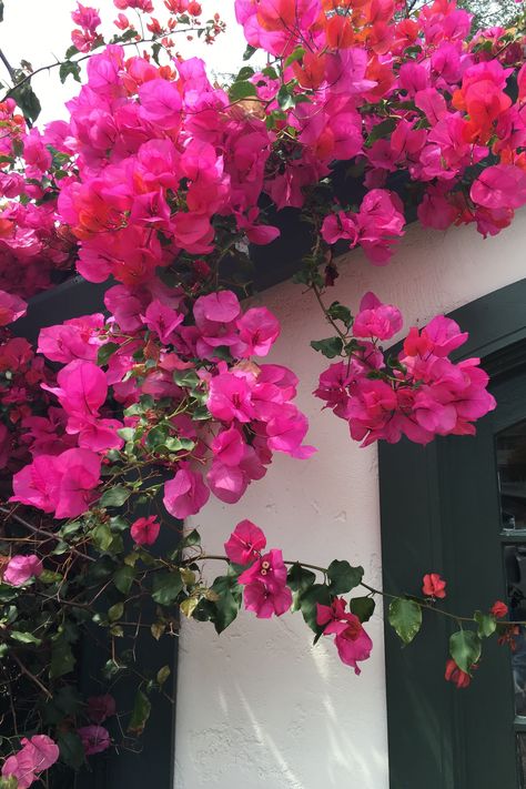 Colorful Flowering Vines Climbing Flowering Vines, Hydrangea Vine, Cypress Vine, Fast Growing Vines, Wisteria Plant, Vine Flowers, Makey Makey, Flower Vines, Climbing Flowers