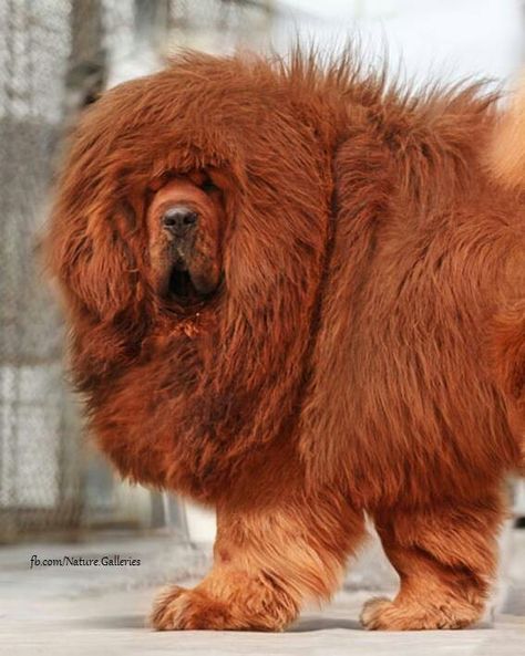 Red Tibetan Mastiff - It's so fluffy I'm gonna DIE! Red Tibetan Mastiff, Tibetan Mastiff Puppy, Tibetan Mastiff Dog, Giant Dog Breeds, Mastiff Puppies, Tibetan Mastiff, Mastiff Dogs, Dog Line, Giant Dogs