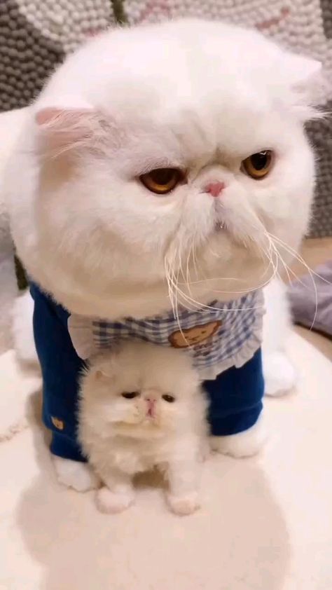 Gatos Cool, Women Hairstyles Long, Cute Little Kittens, Baby Animals Funny, Hairstyles Long, Cute Animal Videos, Funny Cute Cats