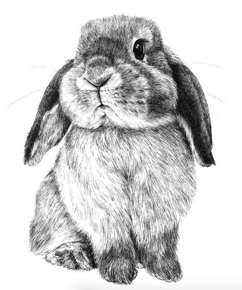 Hase Tattoos, Realistic Animal Drawings, Bunny Sketches, Pen Sketches, Rabbit Drawing, Bunny Tattoos, Pencil Drawings Of Animals, Animal Drawings Sketches, Bunny Drawing