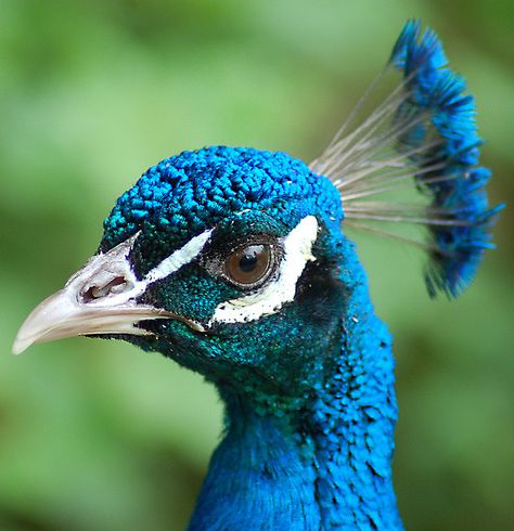 his tail gets a lot of attention, but he also has a handsome face. Peacock Face Painting, Peacocks Feathers, Male Peacock, Peacock Wedding Cake, Peacock Images, Peacock Pictures, Colorful Peacock, Peacock Wall Art, Peacock Painting