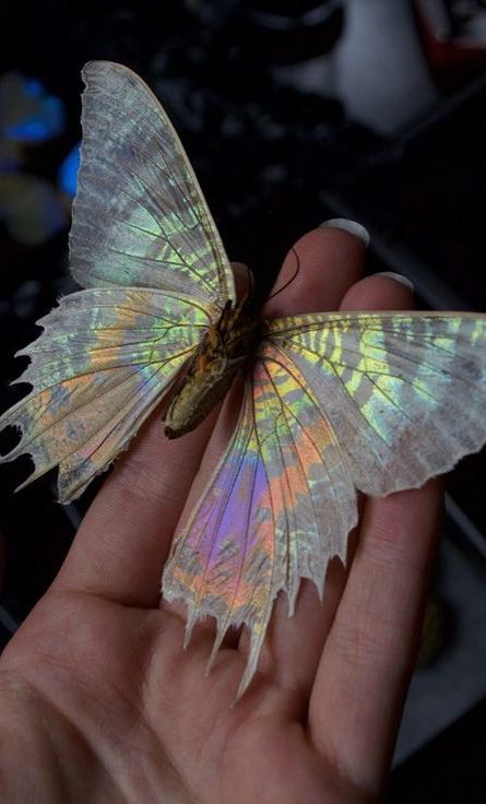 Iridescent Butterfly Iridescent Animals, Kristina Webb, Sunset Moth, Aesthetic Widget, Beautiful Bugs, Creepy Crawlies, Insect Art, Pretty Animals, Bugs And Insects