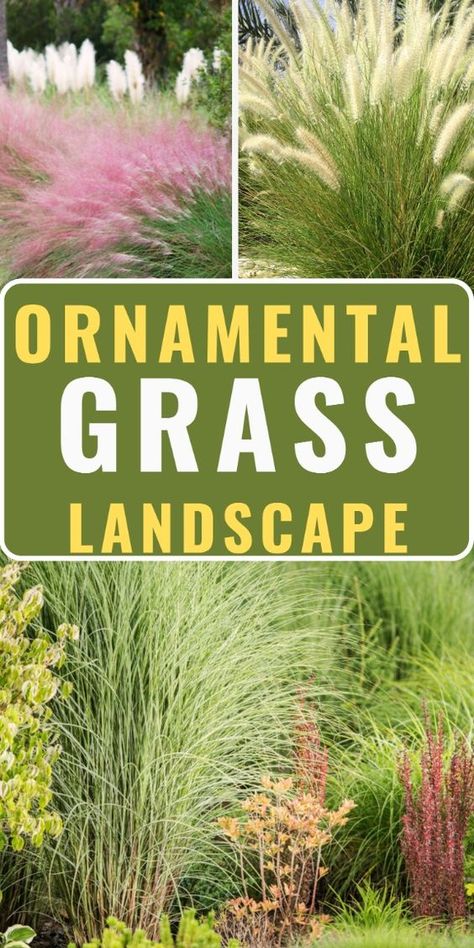 Dreaming of an enchanting, low-maintenance yard? See how tall, sun-loving ornamental grasses can transform your space into a stunning oasis. Dive into design ideas perfect for front yards, backyards, and drought-resistant gardens. Transform your ornamental grass landscape today! Tall Grass Landscaping, Ornamental Grass Landscape, Blue Oat Grass, Tall Ornamental Grasses, Growing Raspberries, Grass Landscape, Growing Grass, Ornamental Grass, Drought Resistant Plants