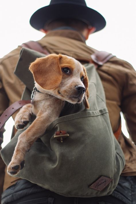 Hunting Bow, Bear Hunting, Cute Beagles, What Dogs, Bow Hunting, Beagle Puppy, Beagle Dog, Deer Hunting, Training Your Dog