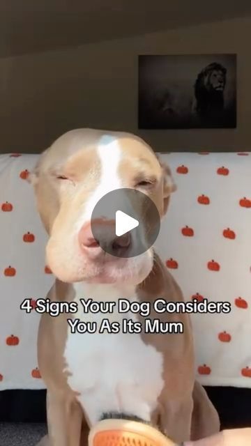 Knight & Aston🐶 on Instagram: "4 signs your dog considers you as its mum 🐶❤️ . #pitbull #pitbullsofinstagram #dogstagram #reels #dogsofinstagram #dogsofinstaworld #weeklyfluff #cutenessoverload #dogslife" Pitbull Vs Chihuahua, Pitbull Dog Video, Pocket Pitbull, Big Pitbull, Gentle Giant Dogs, Cute Big Dogs, Cute Pitbull Puppies, Pitbull Dog Puppy, Cute Pitbulls