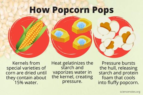 Which Popcorn Pops The Best Science Fair, Popcorn Experiments For Kids, Popcorn Science Project, Popcorn Science, Popcorn Facts, Corn Theme, Air Popper, Diy Popcorn, Diwali Card