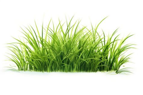 Grass plant green lawn. AI generated Image by rawpixel. | free image by rawpixel.com / Jigsaw Green Grass Aesthetic, Foliage Aesthetic, Aquatic Background, Grass Png, Bermuda Grass, Grass Background, Green Lawn, Art Png, Green Grass