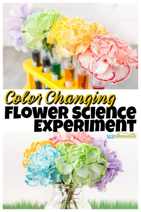 There are certain science projects that make you go WOW! This color changing flower activity is one of those! Children learn about capillary action for kids with this amazing, colorful flower experiment. Try this colour changing flower experiment with toddler, preschool, pre-k, kindergarten, first grade, 2nd grade, 3rd grade and 4th garders too. Simply print pdf file with food coloring flower experiment worksheet and you are ready to play and learn with flower science! Color Our World Summer Reading 2025, Planting Activities For Toddlers, Pollination Experiment, First Grade Science Projects, Flower Worksheet, Dancing Raisins Experiment, Flower Experiment, Flower Activity, Summer Science Activities