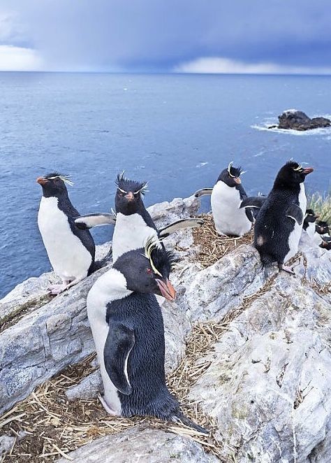 Stanley Falkland Islands, Penguin Day, South Georgia Island, Rockhopper Penguin, Cap Vert, Falkland Islands, Photo Editing Tricks, Travel South, South America Travel