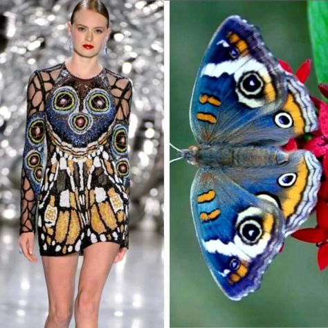 Insects, Fashion Models, and Other Invertebrates - fahion post - Imgur Buckeye Butterfly, Nature Inspired Fashion, Butterfly Fashion, Blue Wings, Orange Accents, Butterfly Dress, Fashion Design Drawings, Fashion Inspiration Design, Fashion Design Sketches