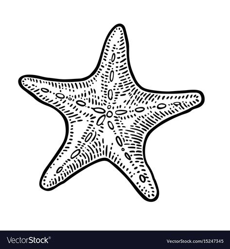 Fish Outline Drawing, Starfish Art, Sea Tattoo, Applique Pillows, Star Illustration, Vinyl Record Art, Engraving Illustration, Graphic Style, Sea Star