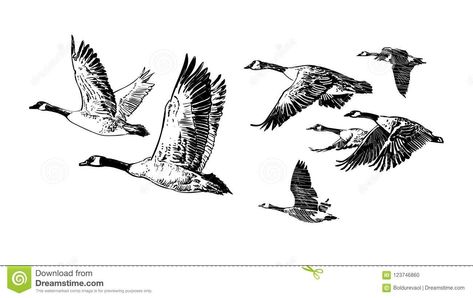 Goose Drawing, Goose Tattoo, Vogel Silhouette, Fly Drawing, Hunting Tattoos, Wild Geese, Flying Tattoo, Bird Sketch, Mary Oliver