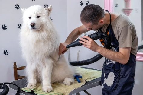 Having that gorgeous fluffy white coat doesn’t stay like that just by itself. That means that just as humans need to visit a professional to try and do their haircut, it is the same in the animal world too. Especially if your dog goes to dog shows! However, does that mean Samoyeds need professional grooming too? Samoyed Haircut, Samoyed Grooming, As Humans, Animal World, White Coat, Dog Show, Grooming Tools, Hair Cuts, Human