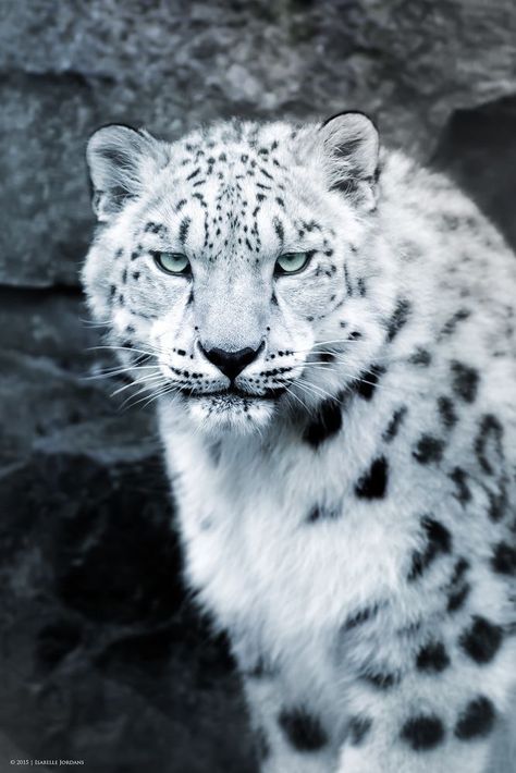 Snow Panther, Snow Leopard Tattoo, Leopard Pictures, Leopard Tattoos, Leopard Cub, Leopard Art, Wild Animals Pictures, Most Beautiful Animals, Wild Creatures